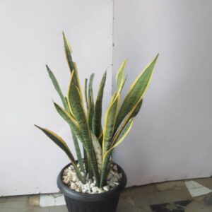 C.Name – Mother in law tongue B.Name – sansevieria trifasciata Uses – Outdoor