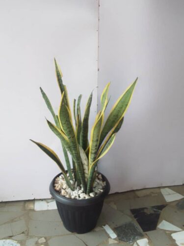 C.Name – Mother in law tongue B.Name – sansevieria trifasciata Uses – Outdoor