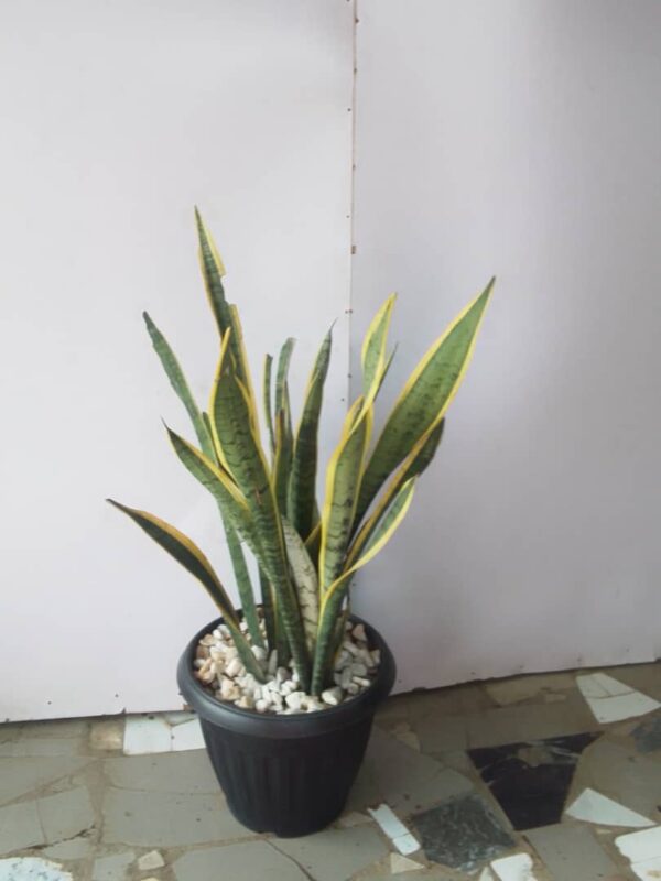 C.Name – Mother in law tongue B.Name – sansevieria trifasciata Uses – Outdoor