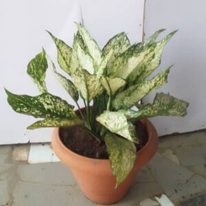 Aglaonema