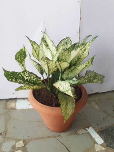 Aglaonema