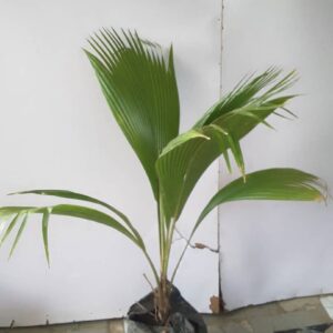 Fiji Fan Palm tree