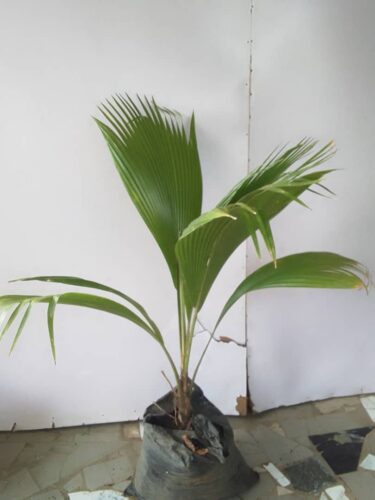 Fiji Fan Palm tree