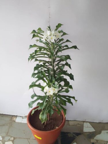 Fiddle leaf plumeria