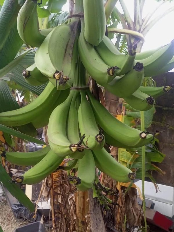 Fresh Plantain Suckers